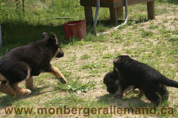 Les chiots berger allemand a Kenya - 5 juillet 2011