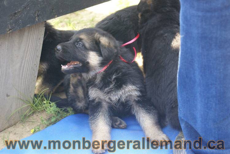 Les chiots berger allemand a Kenya - 5 juillet 2011