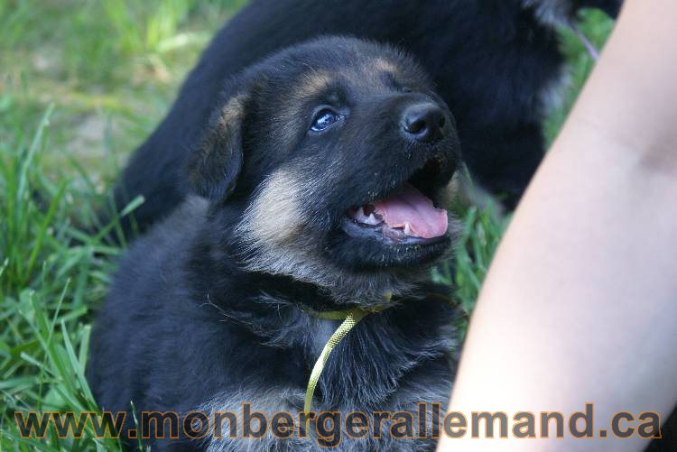 Les chiots berger allemand a Kenya - 5 juillet 2011