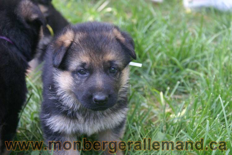 Les chiots berger allemand a Kenya - 5 juillet 2011