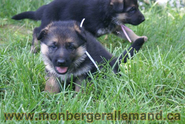 Les chiots berger allemand a Kenya - 5 juillet 2011