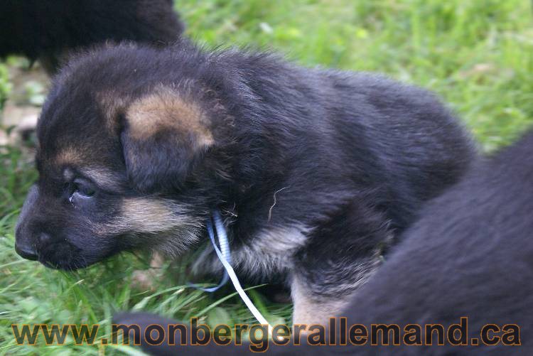 Les chiots berger allemand a Kenya - 5 juillet 2011