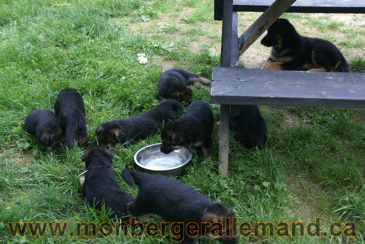 Les chiots berger allemand a Kenya - 5 juillet 2011