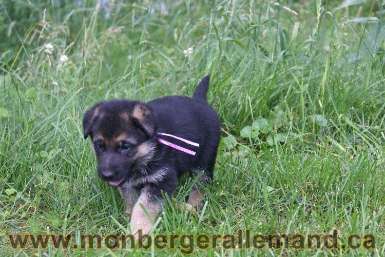 Les chiots berger allemand a Kenya - 5 juillet 2011