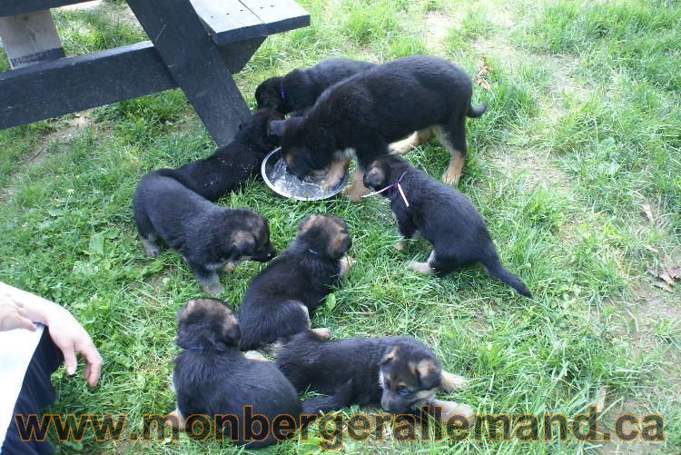 Les chiots berger allemand a Kenya - 5 juillet 2011