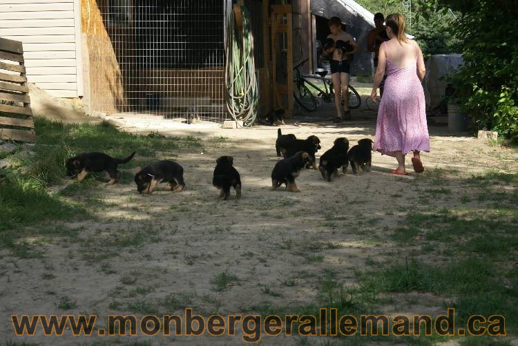 Les chiots et chien berger allemand - 16 juillet 2011