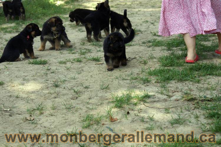 Les chiots et chien berger allemand - 16 juillet 2011