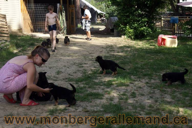 Les chiots et chien berger allemand - 16 juillet 2011