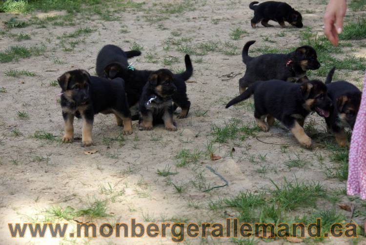 Les chiots et chien berger allemand - 16 juillet 2011