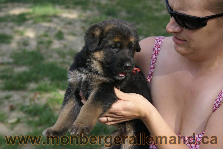 Les chiots et chien berger allemand - 16 juillet 2011