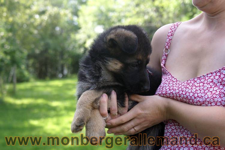 Les chiots et chien berger allemand - 16 juillet 2011