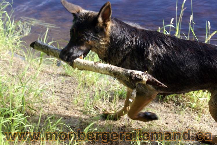 Les chiots et chien berger allemand - 16 juillet 2011