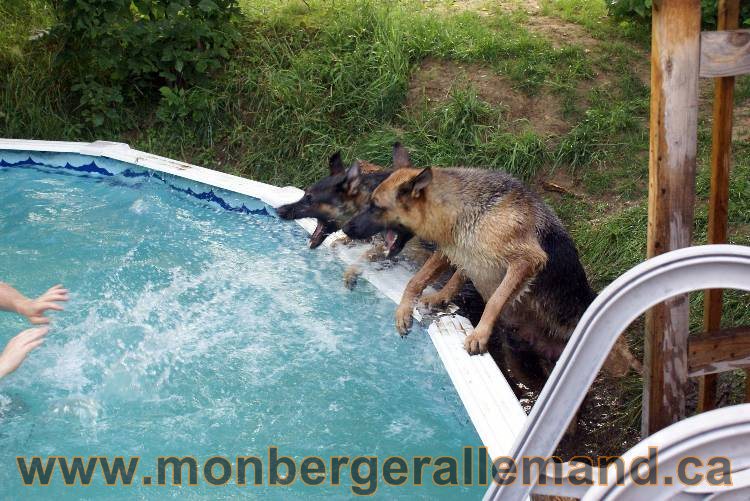 Les chiots et chien berger allemand - 16 juillet 2011