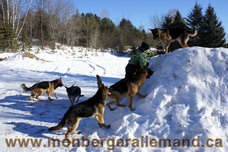 Photo berger allemand Janvier 2011 - outaouais-Laurentides-monteregie-estrie-montreal-gatineau-laval