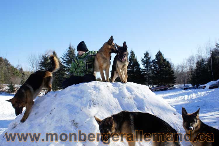 Photo berger allemand Janvier 2011 - outaouais-Laurentides-monteregie-estrie-montreal-gatineau-laval