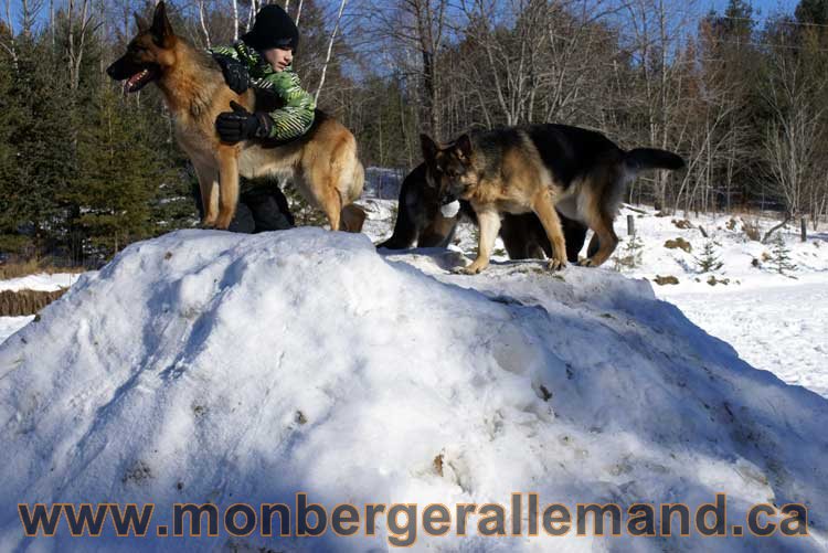 Photo berger allemand Janvier 2011 - outaouais-Laurentides-monteregie-estrie-montreal-gatineau-laval