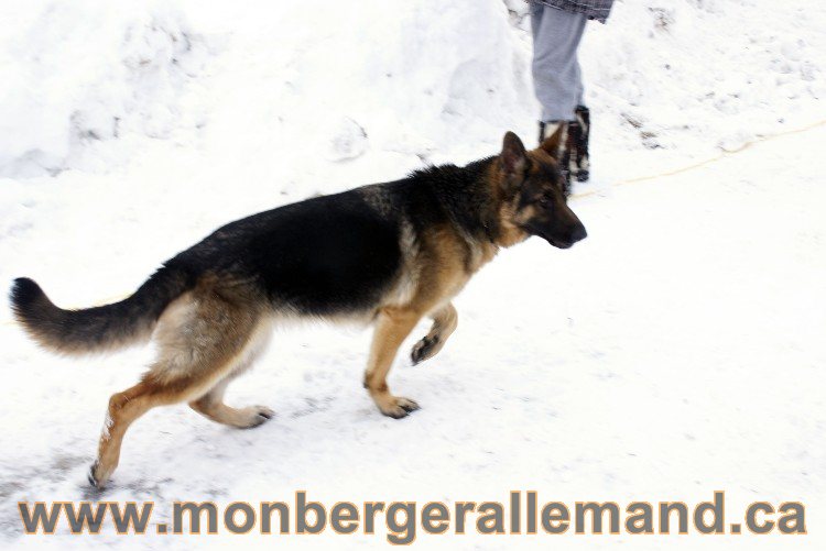 Photes de nos berger allemand Fevrier 2011