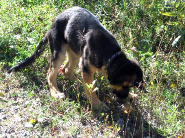 Jak 1er Octobre 2011 - Né de Roxy et Vidal